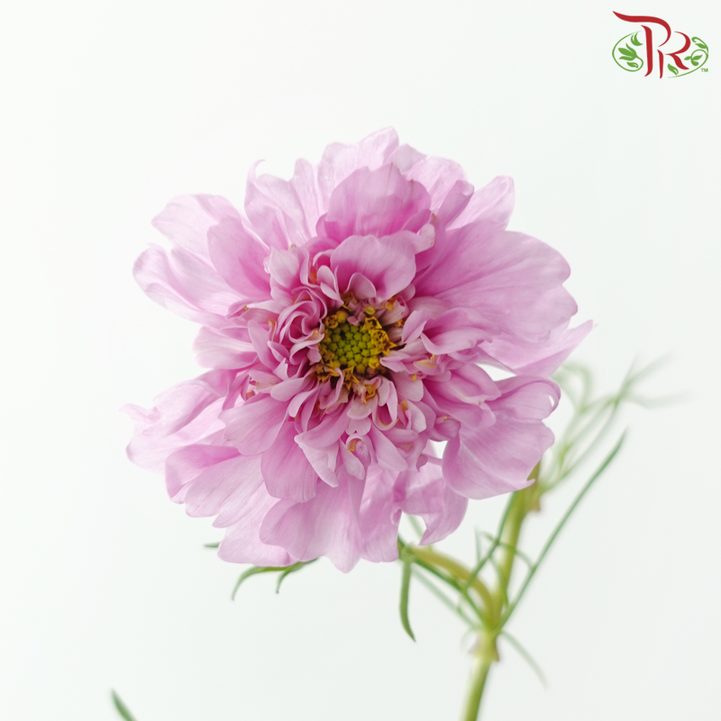 Cosmos《波斯菊》