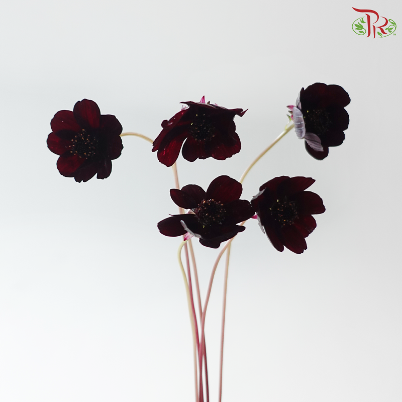 Cosmos Black (5 Stems)