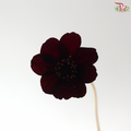 Cosmos Black (5 Stems)