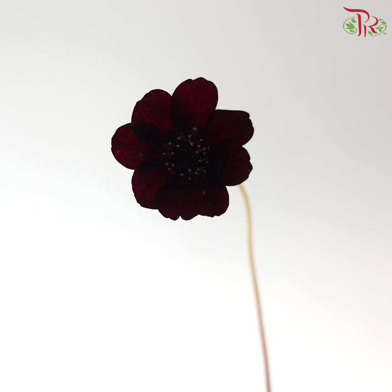 Cosmos Black (5 Stems)