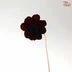 Cosmos Black (5 Stems)