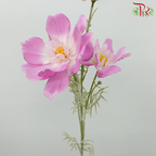 76cm - Artificial Cosmos Spray - Cherry Pink (2 Stems) - Pudu Ria Florist