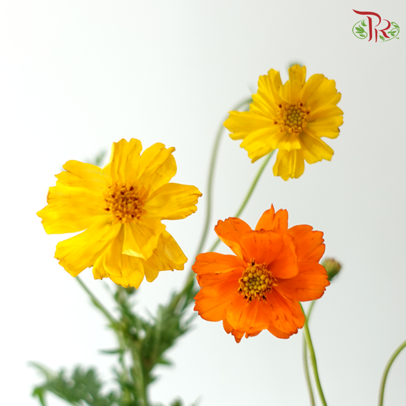 Cosmos Bipinnatus - (With Options)