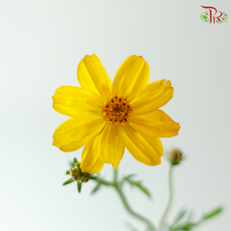 Cosmos Bipinnatus - (With Options)