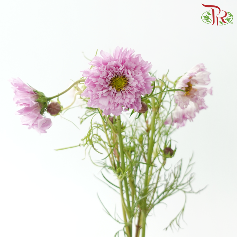 Cosmos《波斯菊》