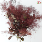 Cotinus - Dark Red (Per Bunch)