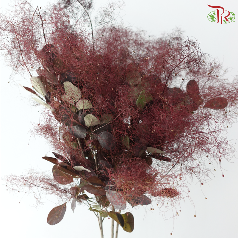 Cotinus - Dark Red (Per Bunch)