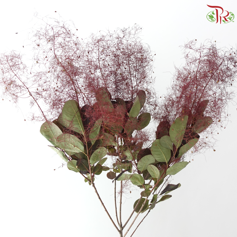Cotinus - Dark Red (Per Bunch)