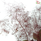 Cotinus - Dark Red (Per Bunch)