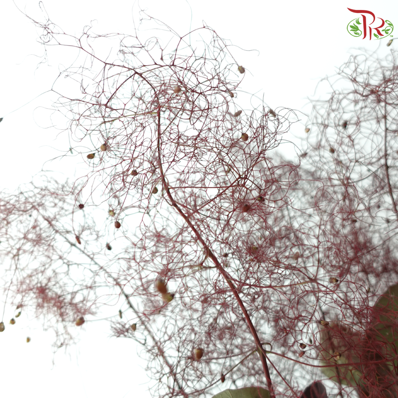 Cotinus - Dark Red (Per Bunch)