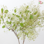 Cotinus - Young Lady Pastel Paradise (Per Bunch)