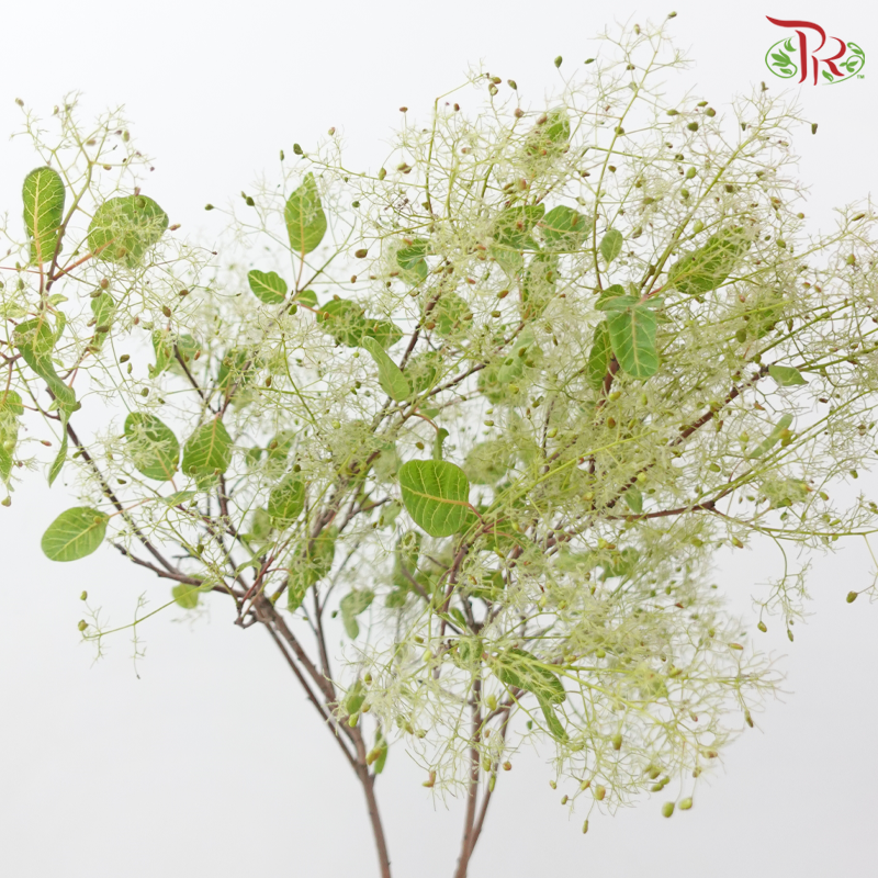 Cotinus - Young Lady Pastel Paradise (Per Bunch)