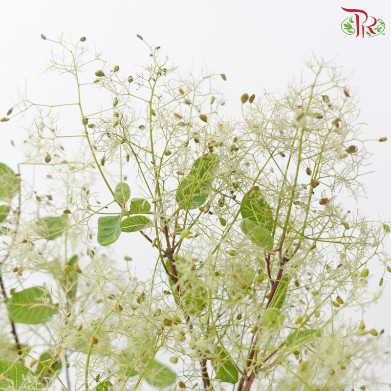 Cotinus - Young Lady Pastel Paradise (Per Bunch)