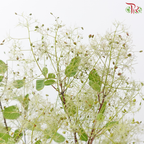 Cotinus - Young Lady Pastel Paradise (Per Bunch)