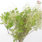Cotinus - Young Lady Pastel Paradise (Per Bunch)