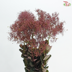 Cotinus 60cm - Dark Red (Per Stem)