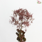 Cotinus 60cm - Dark Red (Per Stem)
