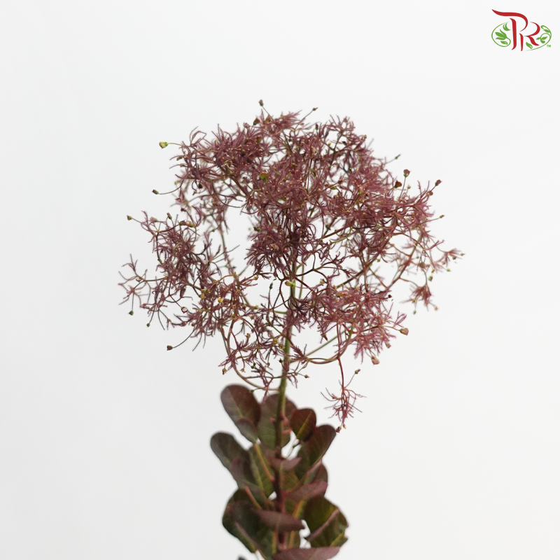 Cotinus 60cm - Dark Red (Per Stem)