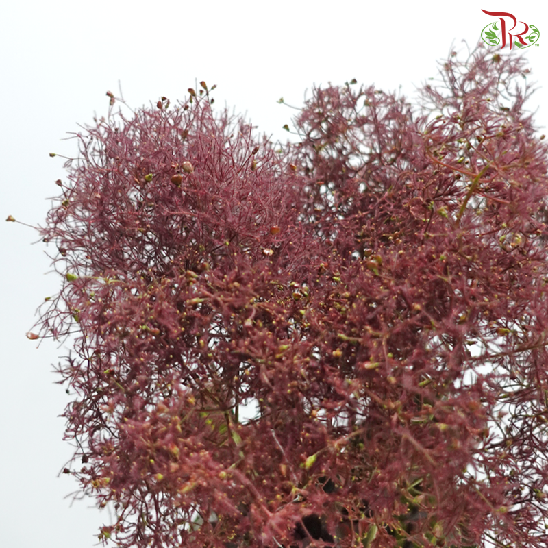Cotinus 60cm - Dark Red (Per Stem)