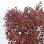 Cotinus 60cm - Dark Red (Per Stem)