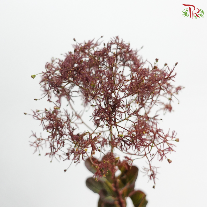 Cotinus 60cm - Dark Red (Per Stem)