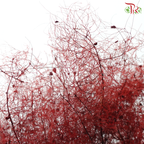 Cotinus Preservative - Dark Red (Per Bunch)