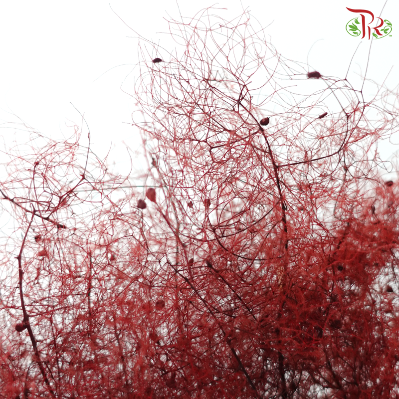 Cotinus Preservative - Dark Red (Per Bunch)