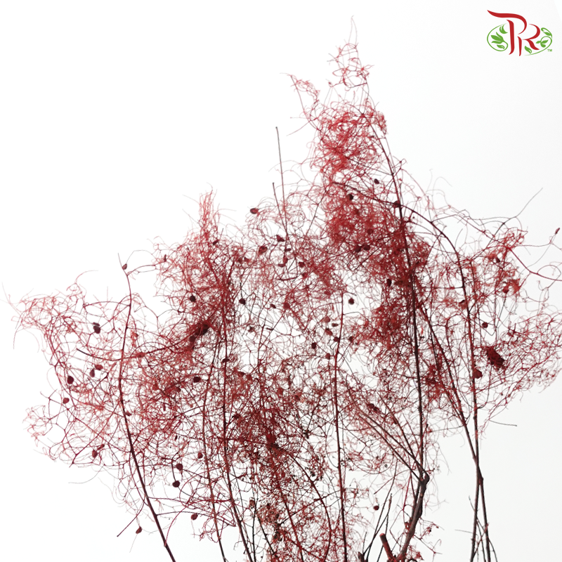 Cotinus Preservative - Dark Red (Per Bunch)