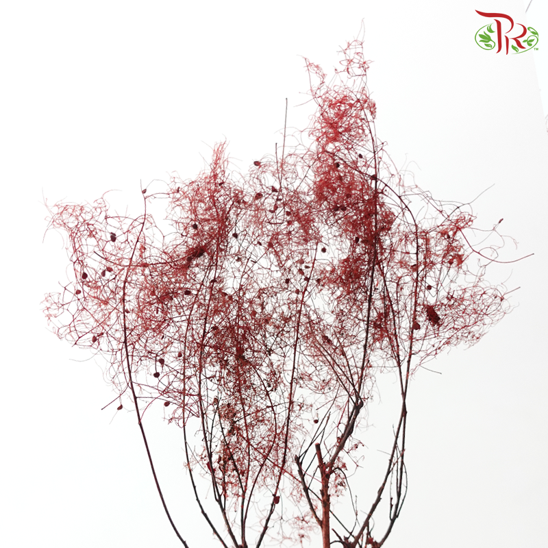 Cotinus Preservative - Dark Red (Per Bunch)
