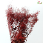Cotinus Preservative - Dark Red (Per Bunch)
