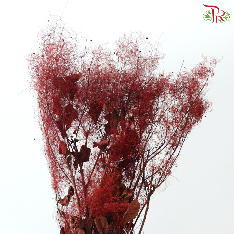 Cotinus Preservative - Dark Red (Per Bunch)