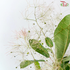 Cotinus Coggyria Scorpion - (Per Bunch)
