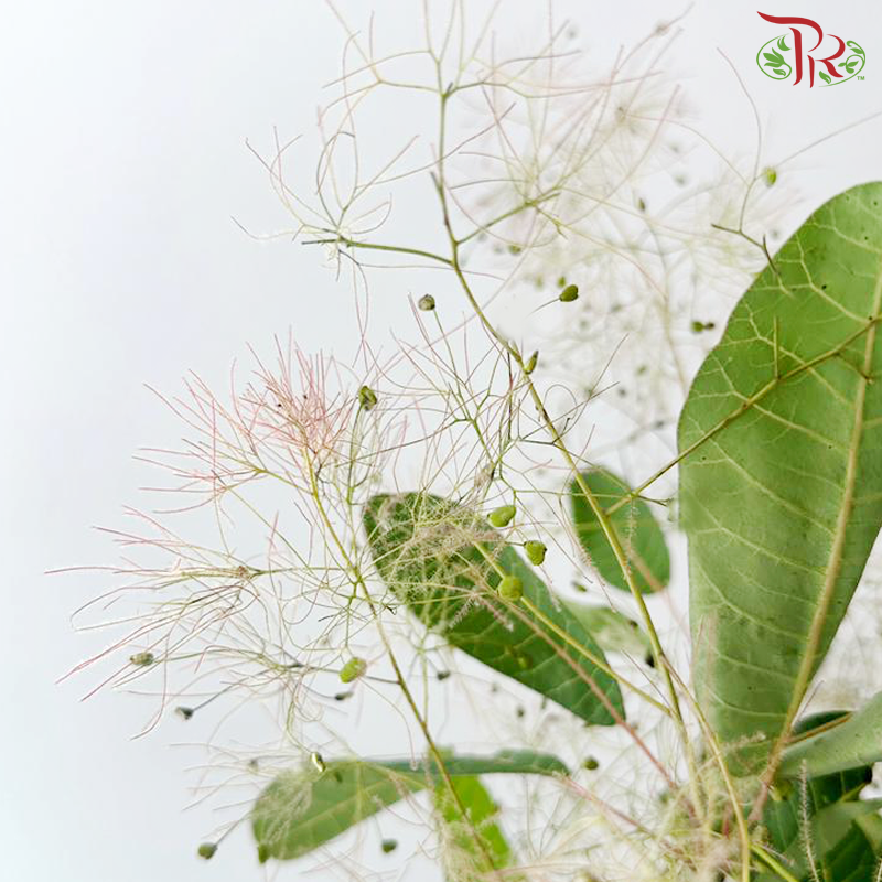 Cotinus Coggyria Scorpion - (Per Bunch)