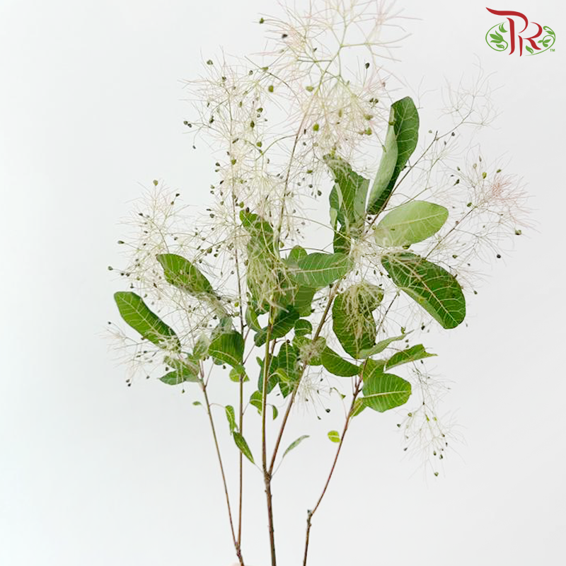 Cotinus Coggyria Scorpion - (Per Bunch)