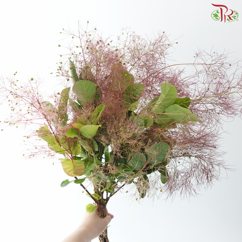 Cotinus Coggyria Scorpion - (Per Bunch)