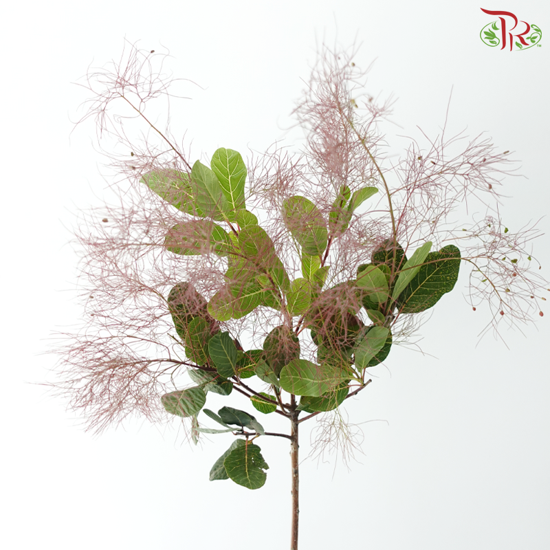Cotinus Coggyria Scorpion - (Per Bunch)