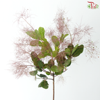 Cotinus Coggyria Scorpion - (Per Bunch)
