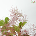 Cotinus Coggyria Scorpion - (Per Bunch)