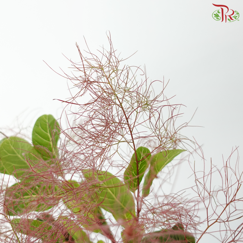 Cotinus Coggyria Scorpion - (Per Bunch)