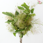 Cotinus - Young Lady Pastel Paradise (Per Bunch)