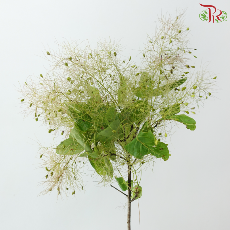 Cotinus - Young Lady Pastel Paradise (Per Bunch)