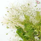 Cotinus - Young Lady Pastel Paradise (Per Bunch)