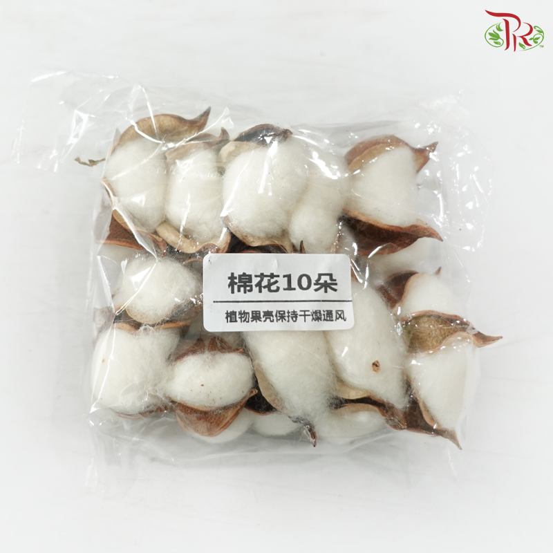 Cotton Flower (10 Blooms Per Pack)