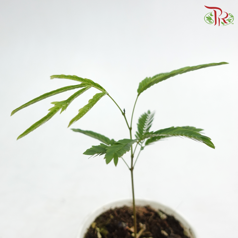 Cojoba Arborea P120《小豆树》