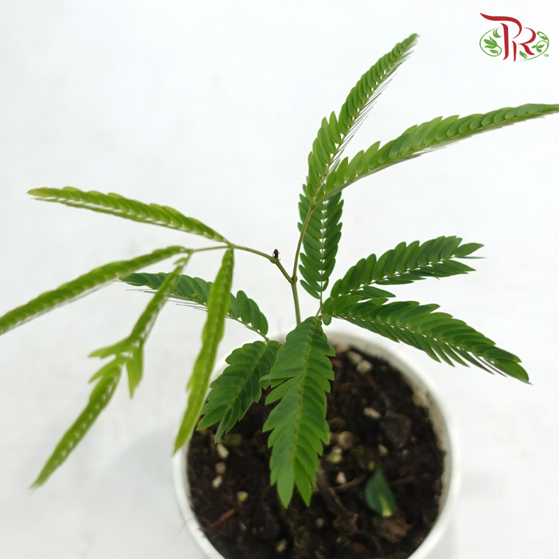 Cojoba Arborea P120《小豆树》