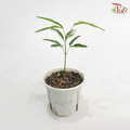 Cojoba Arborea P120《小豆树》