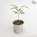 Cojoba Arborea P120《小豆树》