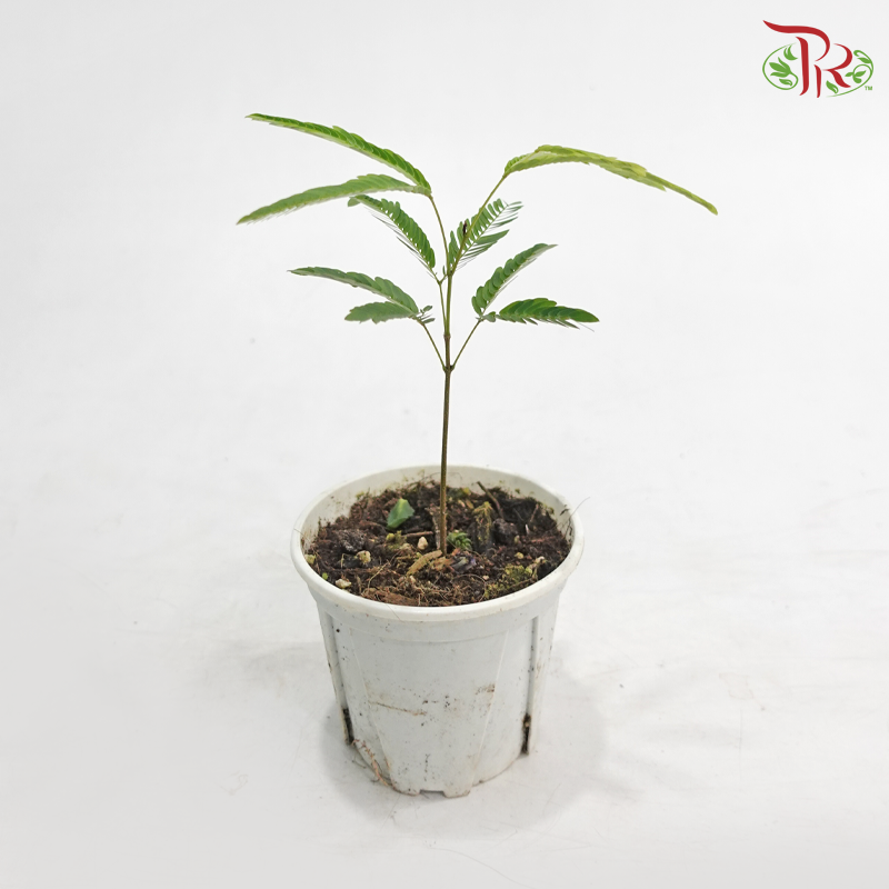 Cojoba Arborea P120《小豆树》