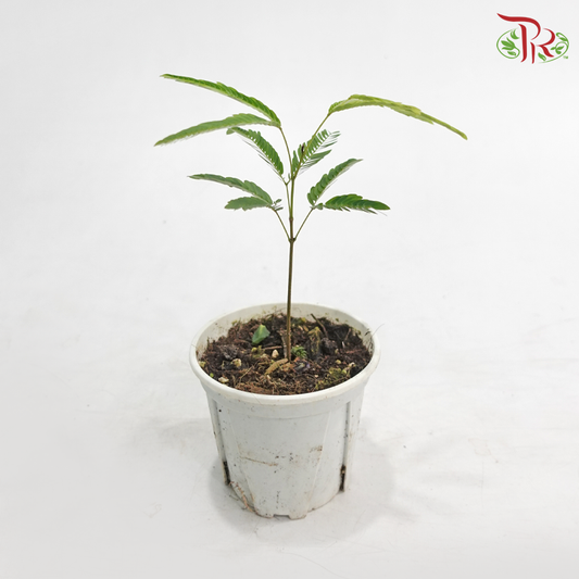 Cojoba Arborea P120《小豆树》