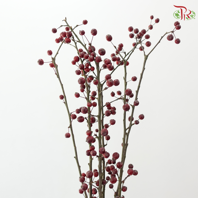 Crab Apple - Dark Red (Per Bunch)